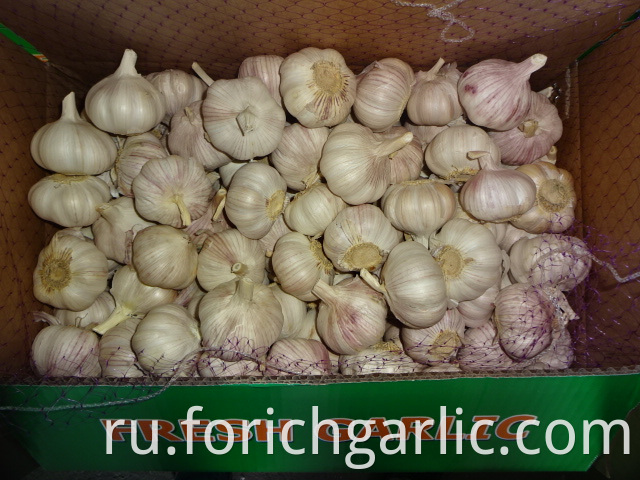 Normal White Garlic Exporter